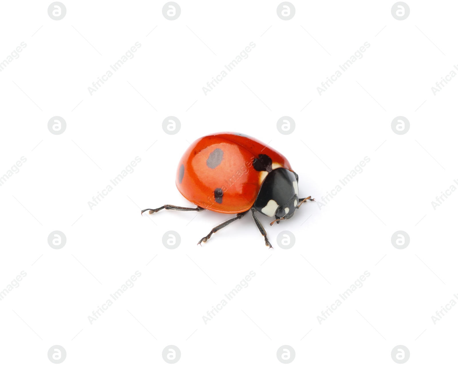 Photo of One beautiful red ladybug isolated on white