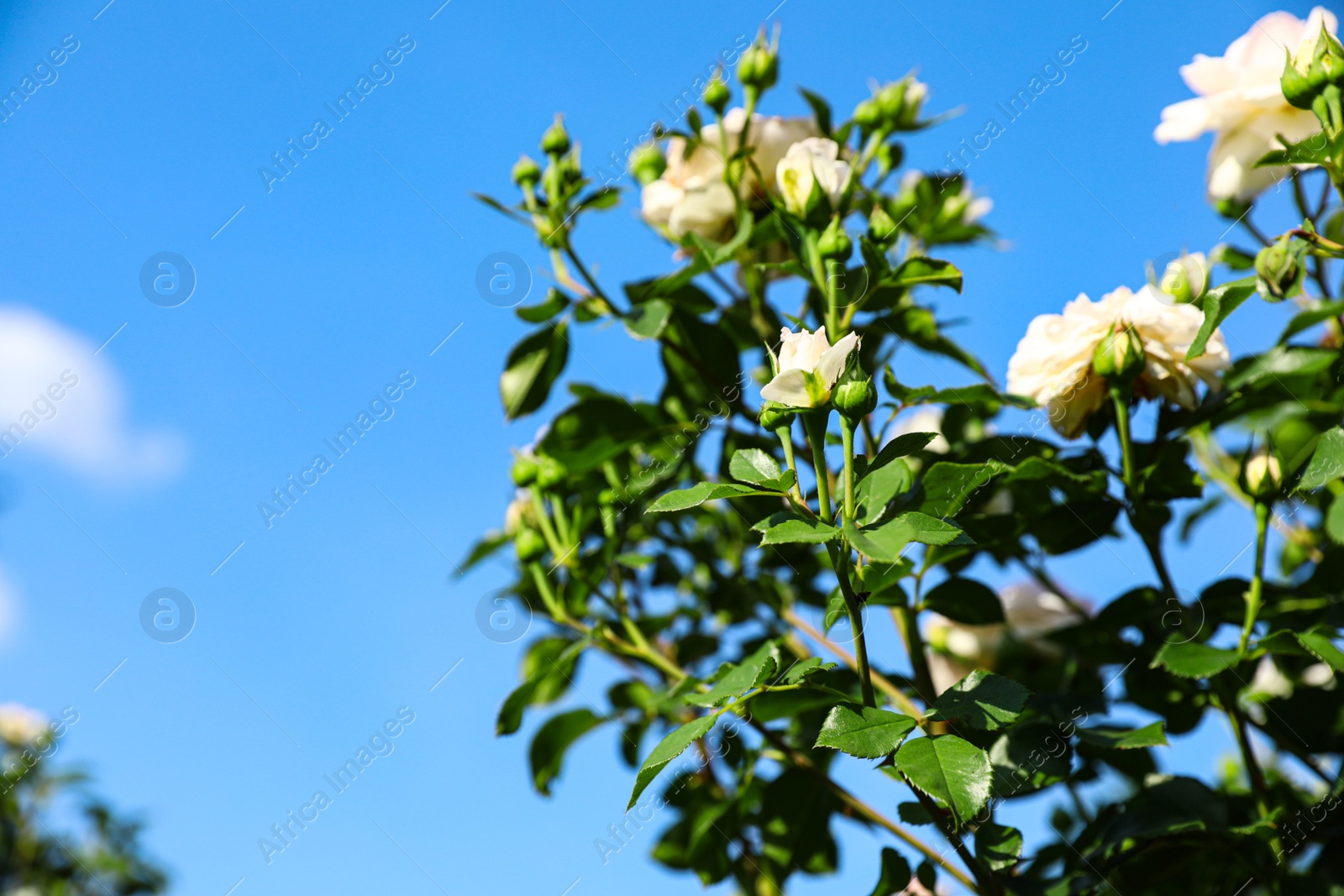 Photo of Green bush with beautiful roses in blooming garden on sunny day