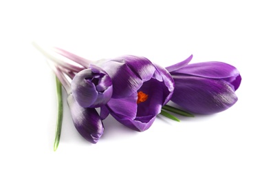 Beautiful spring crocus flowers on white background