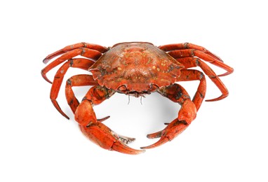 Photo of One delicious boiled crab isolated on white