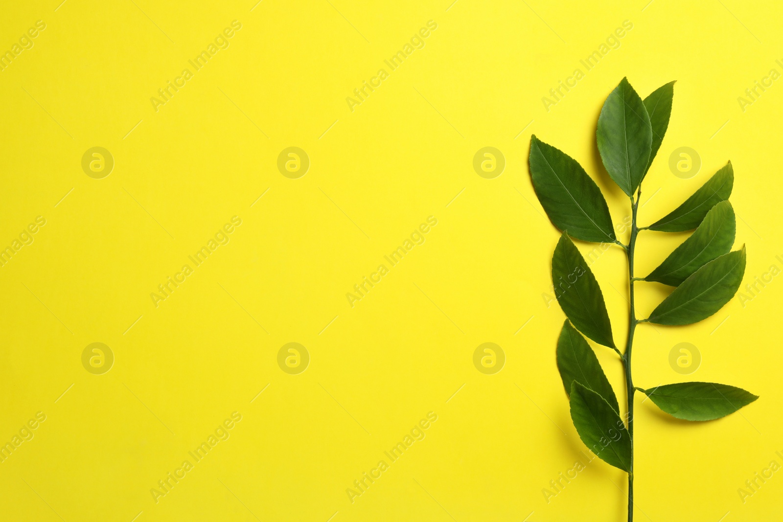 Photo of Branch of tropical citrus plant with leaves on color background, top view. Space for text