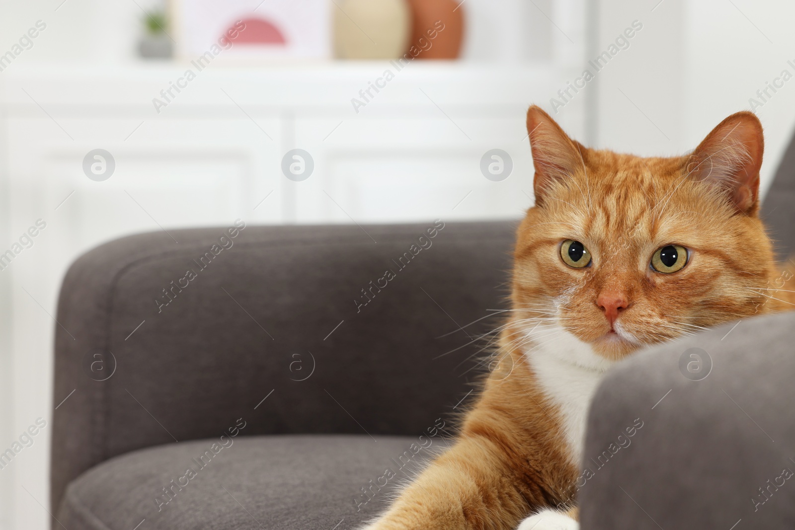 Photo of Cute ginger cat lying on armchair at home. Space for text