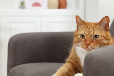 Photo of Cute ginger cat lying on armchair at home. Space for text