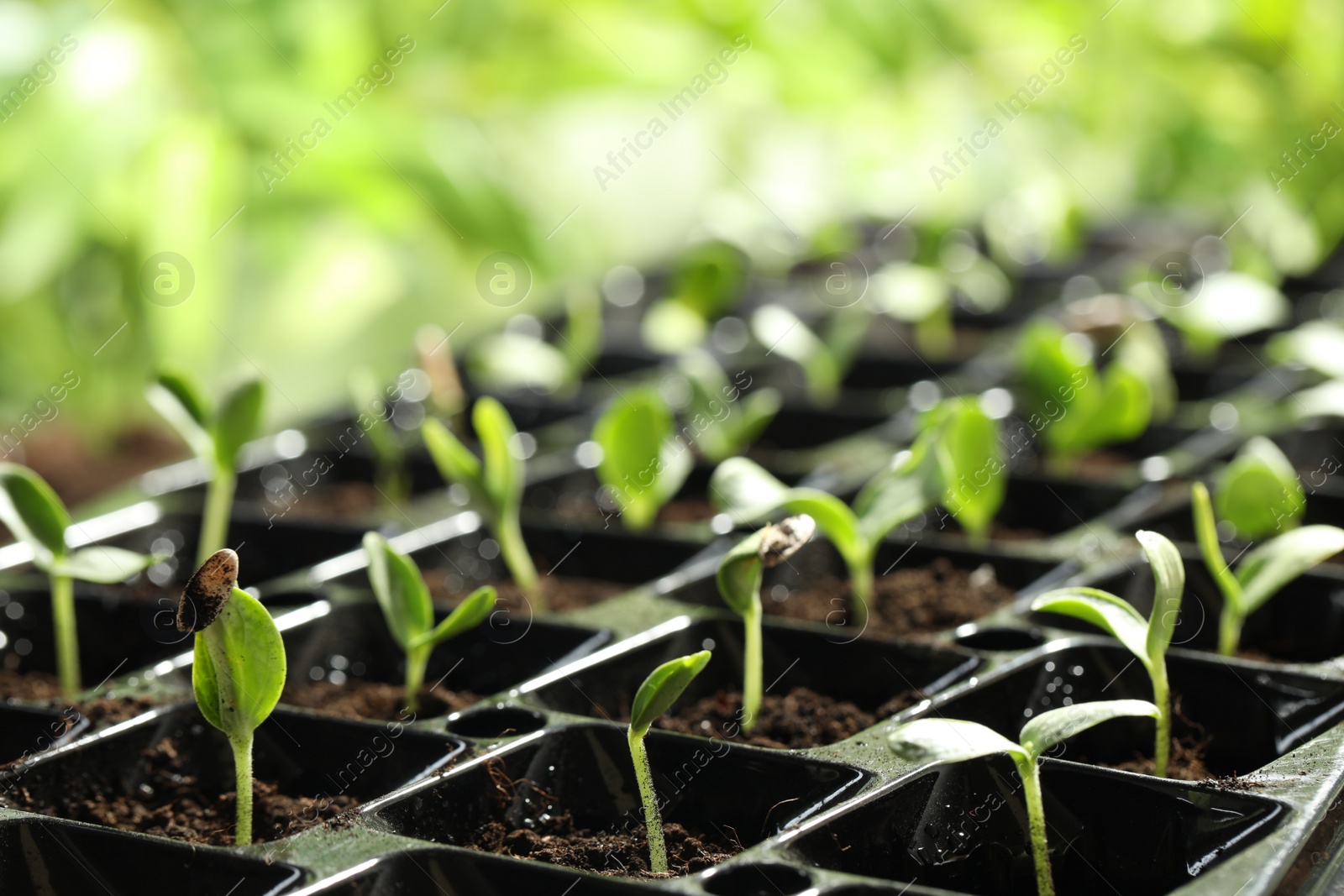 Photo of Seedling tray with young vegetable sprouts against blurred background, closeup