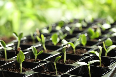 Photo of Seedling tray with young vegetable sprouts against blurred background, closeup
