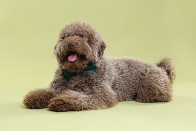 Photo of Cute Toy Poodle dog with bow tie on green background