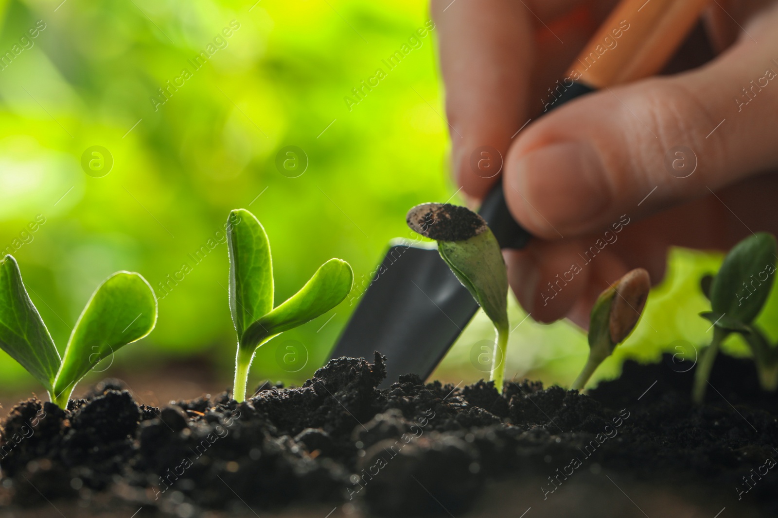 Photo of Woman taking care of young vegetable seedlings outdoors, closeup