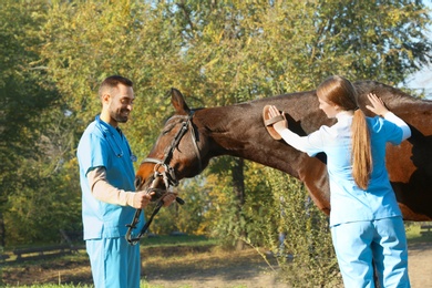 Photo of Veterinarians in uniform brushing beautiful brown horse outdoors