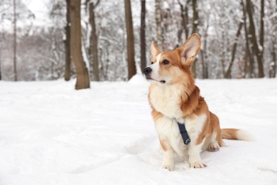 Photo of Adorable Pembroke Welsh Corgi dog in snowy park, space for text