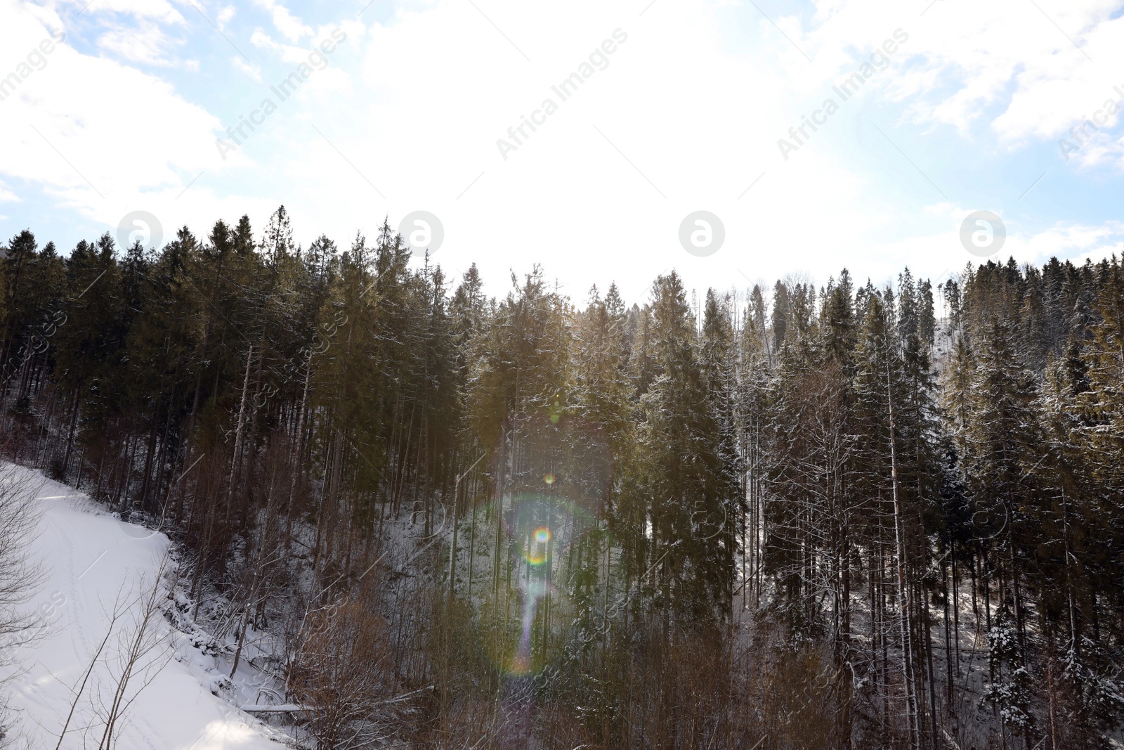 Photo of Picturesque landscape with snowy forest on sunny in winter