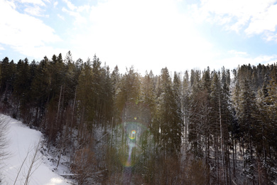 Picturesque landscape with snowy forest on sunny in winter