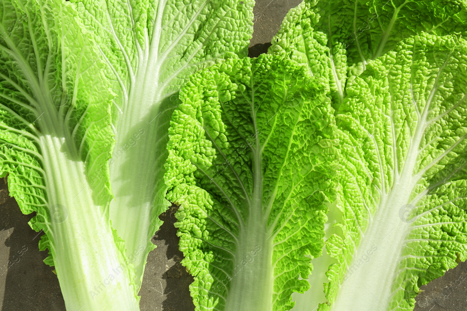 Photo of Fresh Chinese cabbage leaves on table, top view