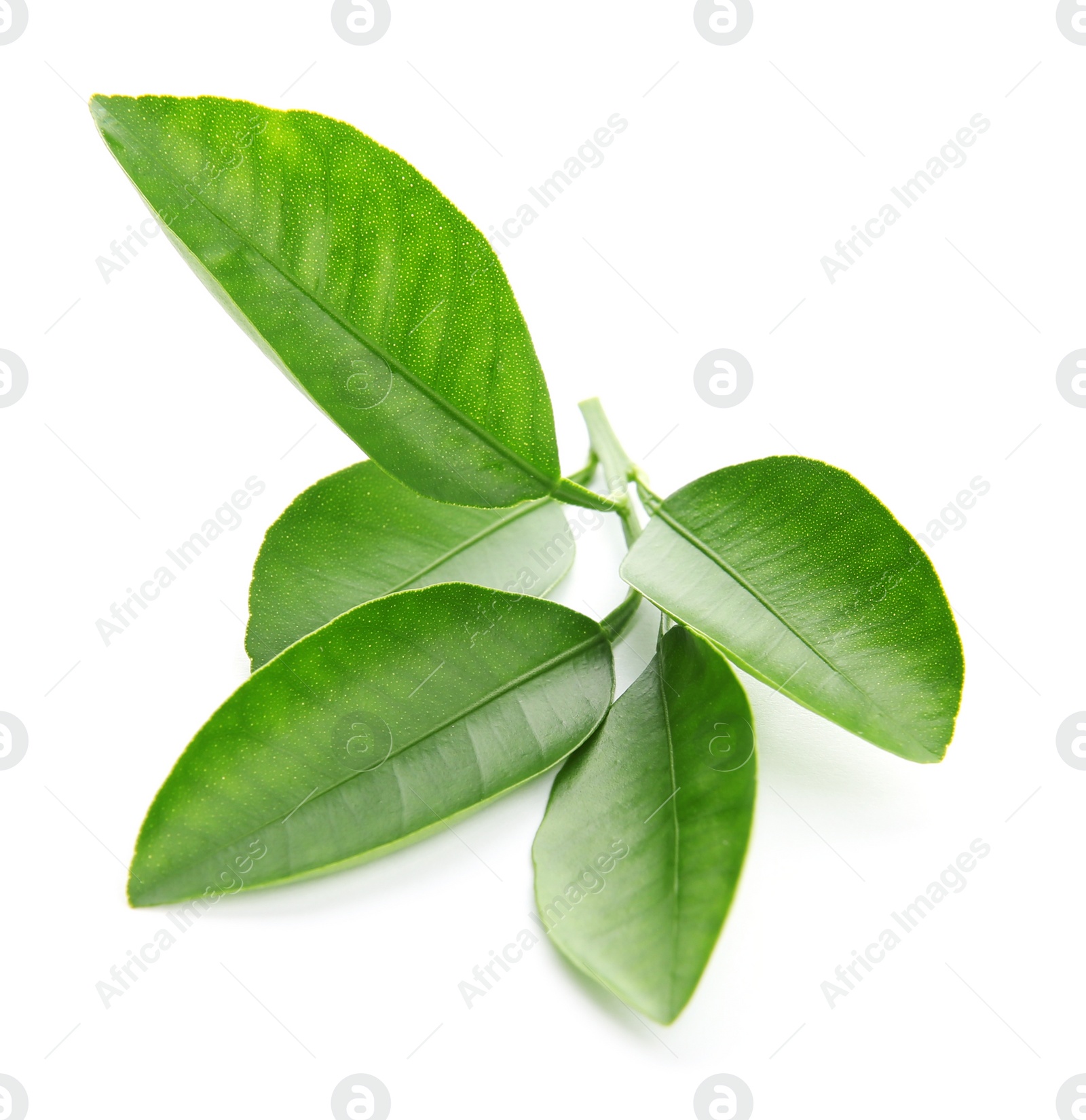 Photo of Branch of citrus leaves isolated on white