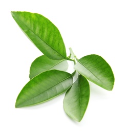 Photo of Branch of citrus leaves isolated on white