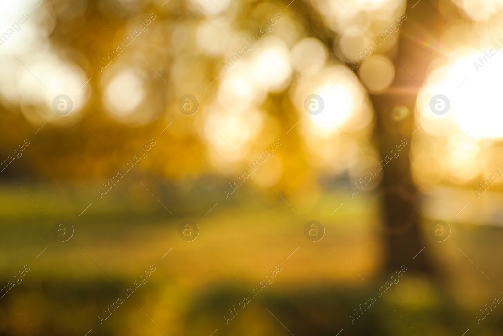 Photo of Blurred view of autumn park. Bokeh effect