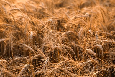 Photo of Golden ripe wheat spikelets growing in field