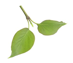 Photo of Fresh green lilac leaves on white background