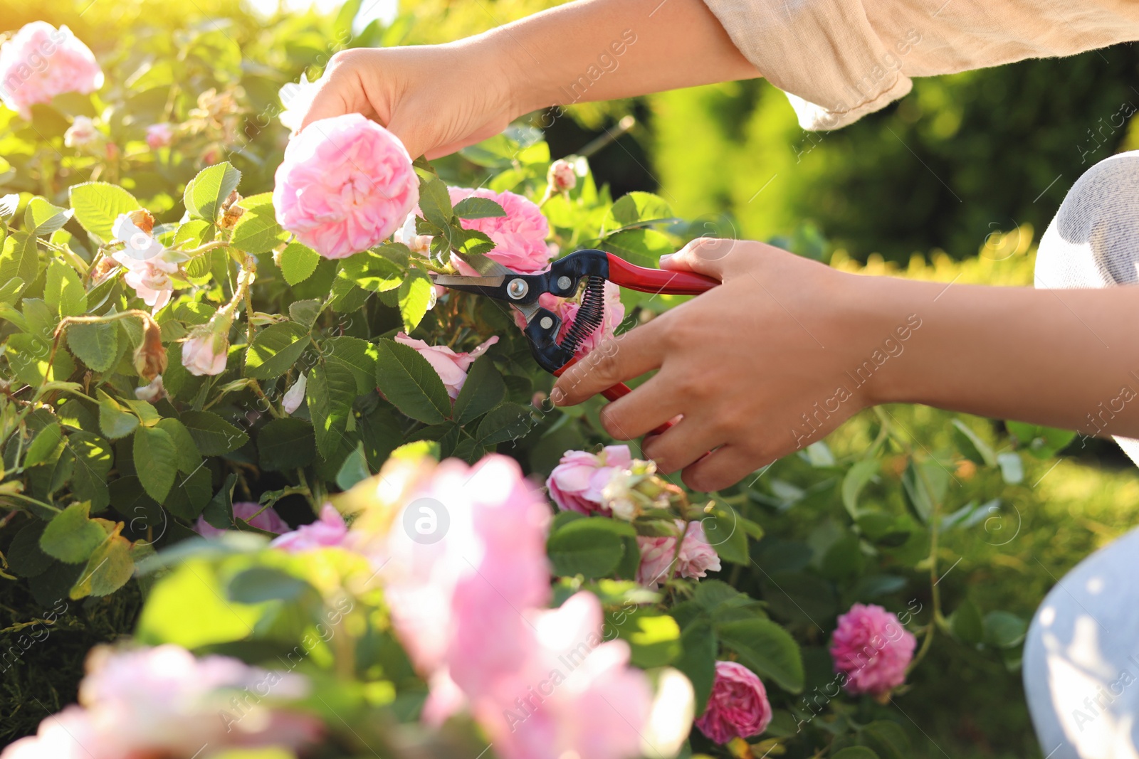 Photo of Woman pruning tea rose bush in garden, closeup