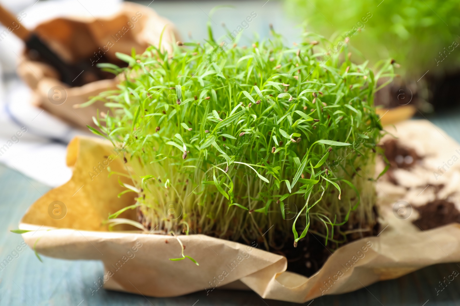 Photo of Fresh organic microgreen on light blue wooden table, closeup