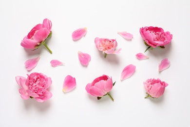Photo of Beautiful peony flowers on white background, top view