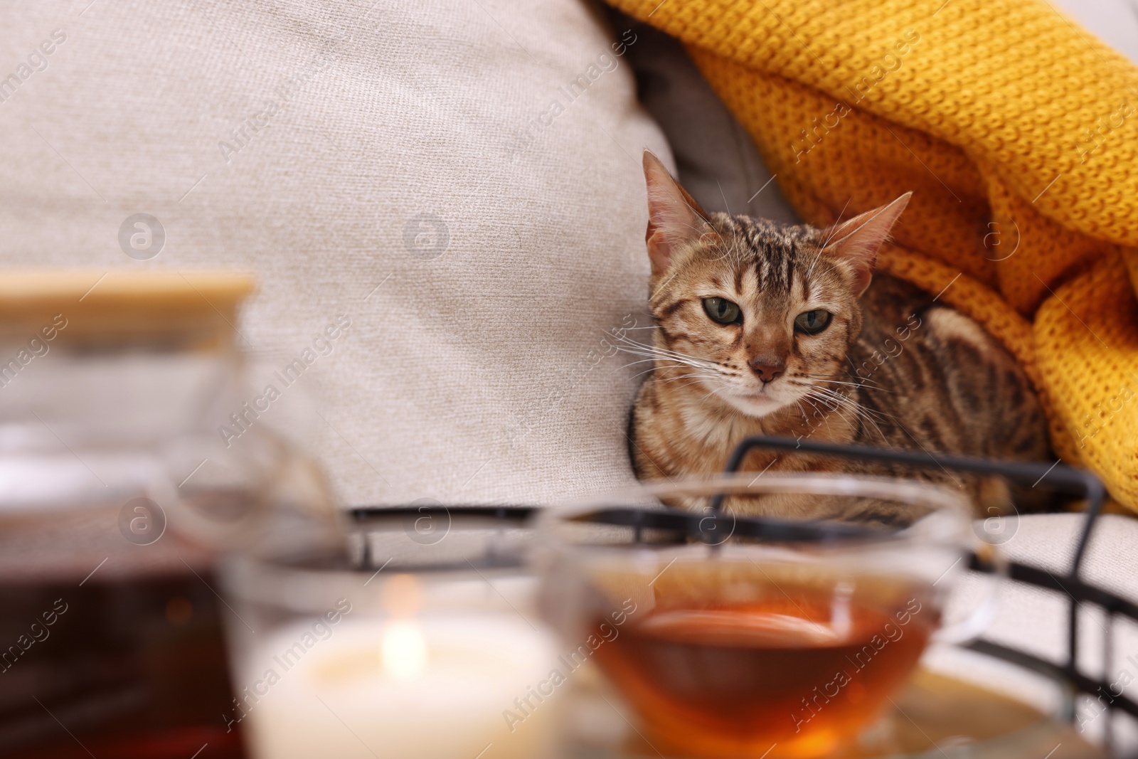 Photo of Cute Bengal cat lying near tray with tea on sofa at home. Adorable pet