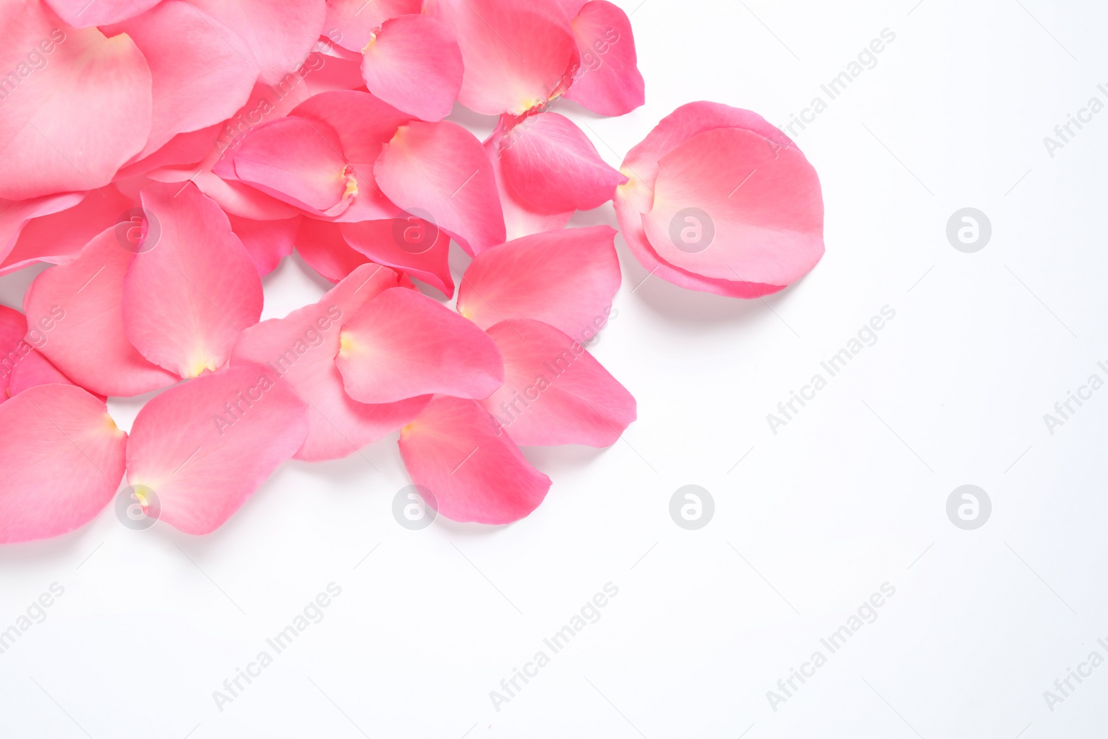 Photo of Fresh pink rose petals on white background, top view