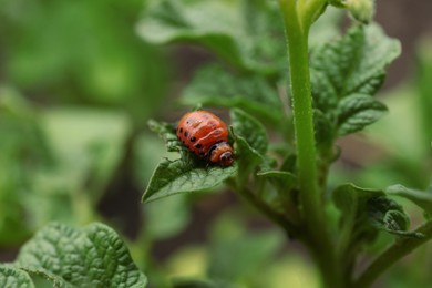 Photo of Larva of colorado beetle on potato plant outdoors, closeup
