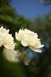 Closeup view of blooming white peony bush outdoors