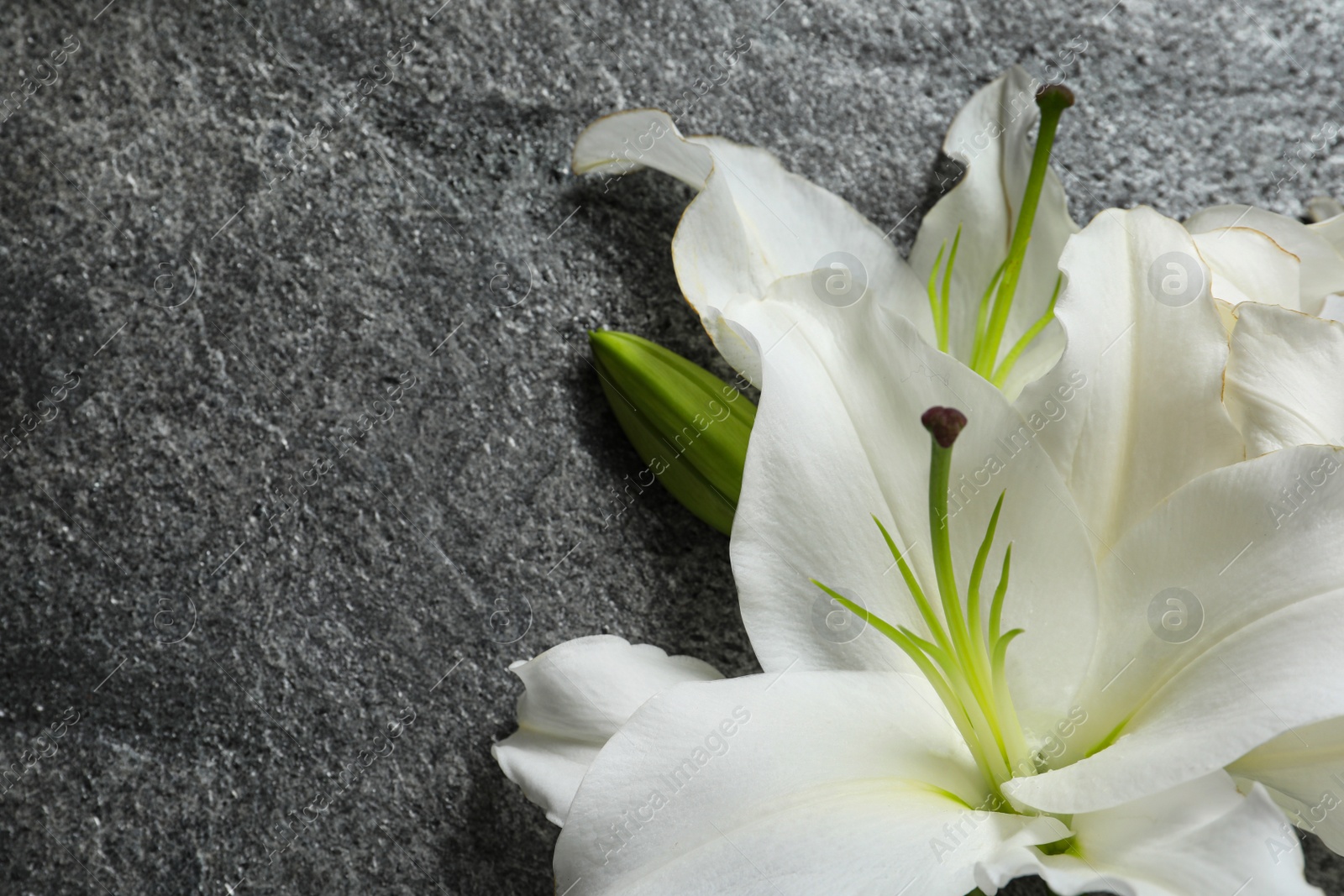 Image of Beautiful lily flowers on grey stone background. Space for text