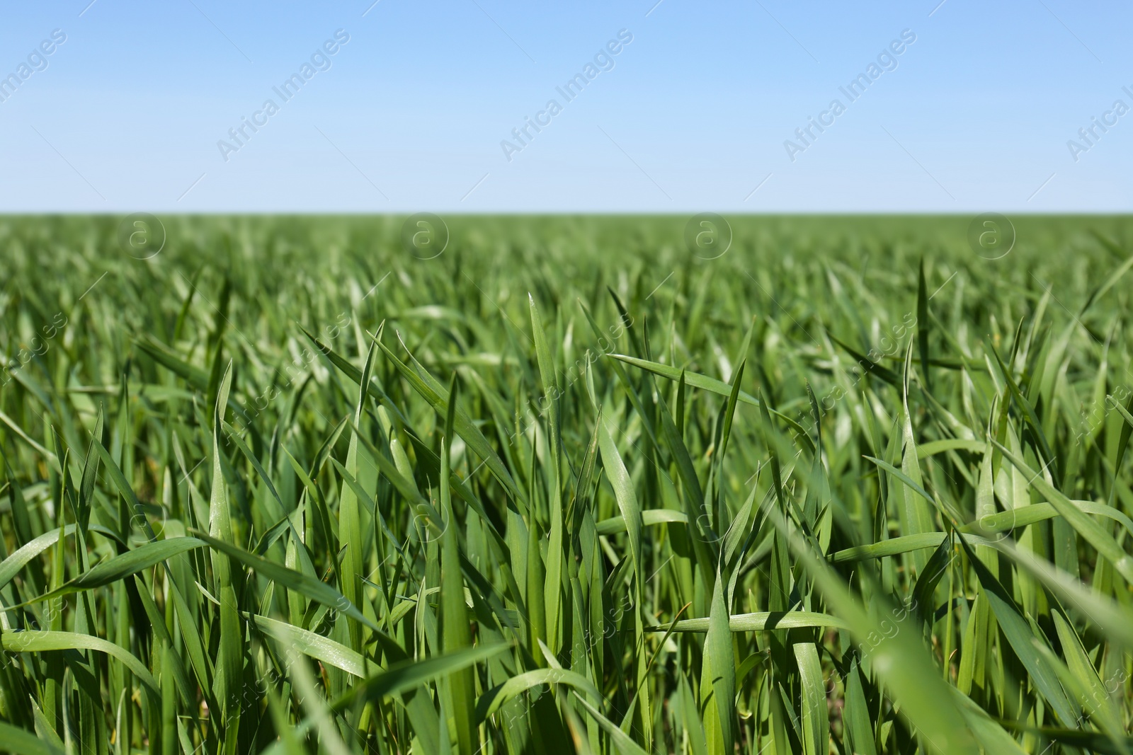 Photo of Beautiful agricultural field with ripening cereal crop under blue sky