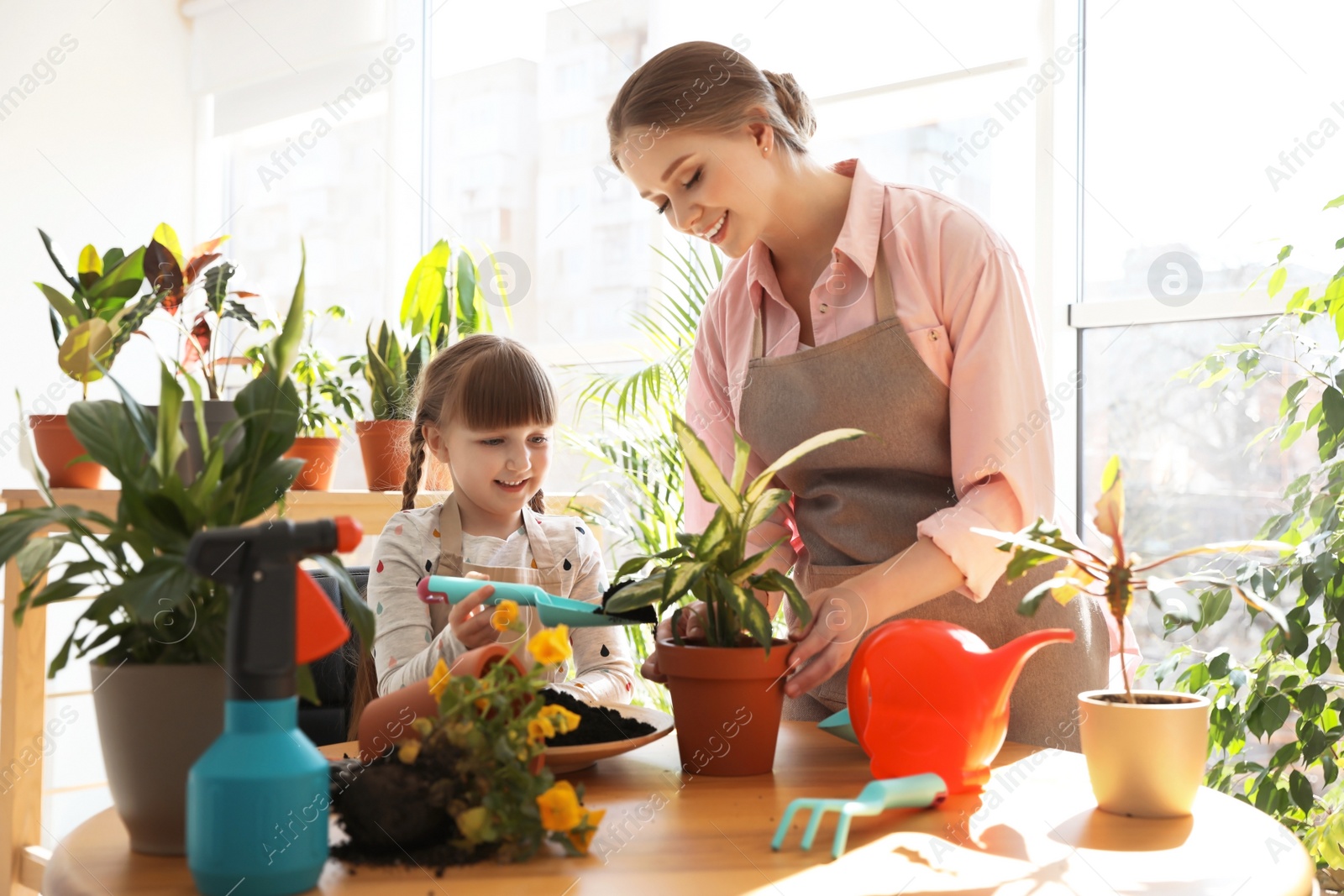 Photo of Mother and daughter taking care of home plants at table indoors