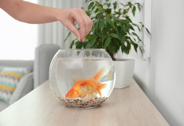 Woman feeding beautiful goldfishes at home, closeup