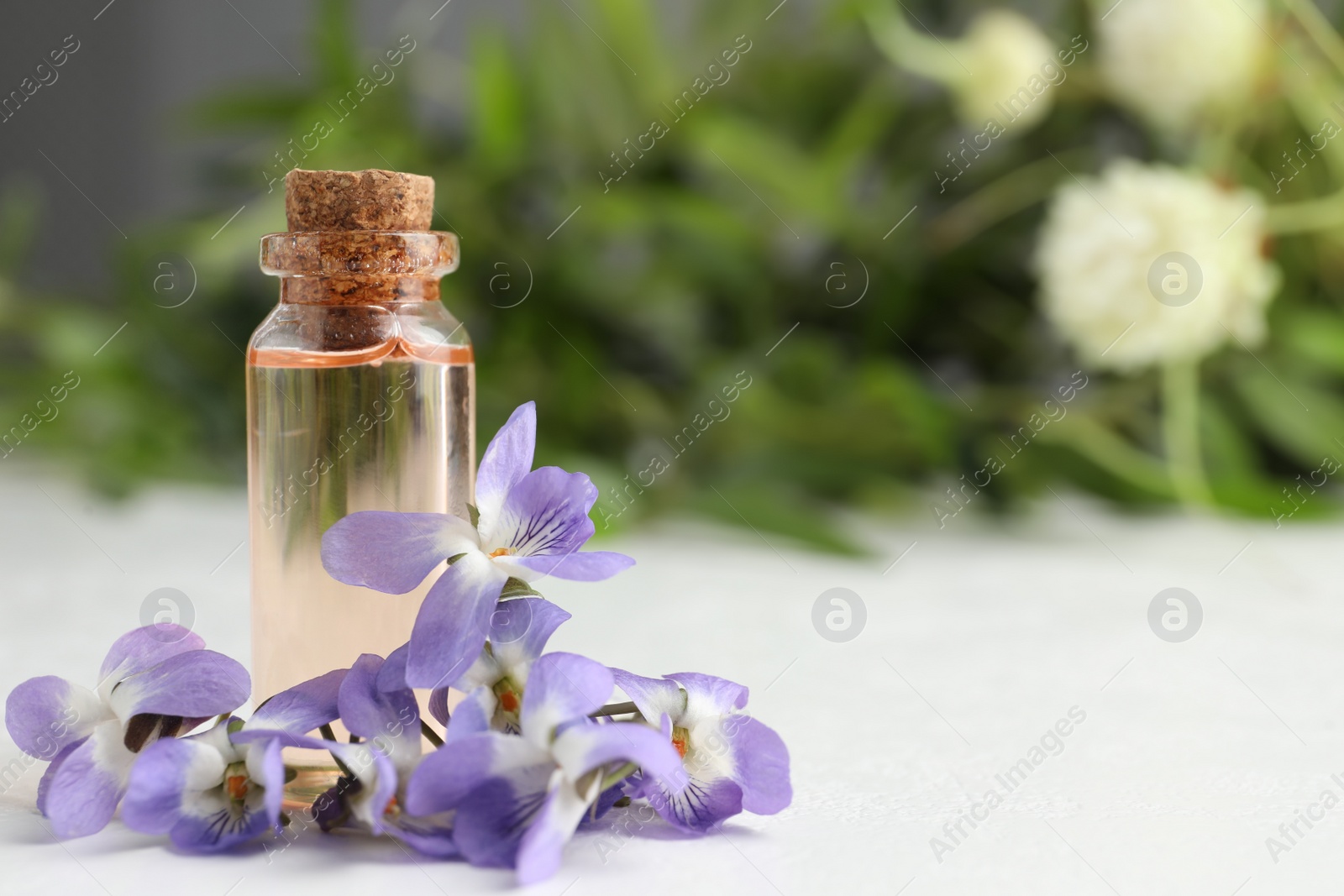 Photo of Beautiful wood violets and essential oil on white table, space for text. Spring flowers