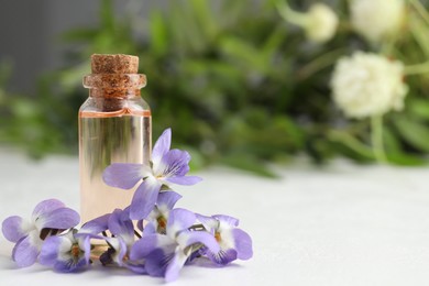 Beautiful wood violets and essential oil on white table, space for text. Spring flowers