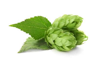 Fresh green hops on white background. Beer production