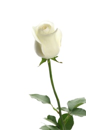 Beautiful fresh rose on white background. Perfect gift