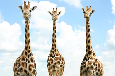 Image of Group of cute giraffes against cloudy sky. African fauna