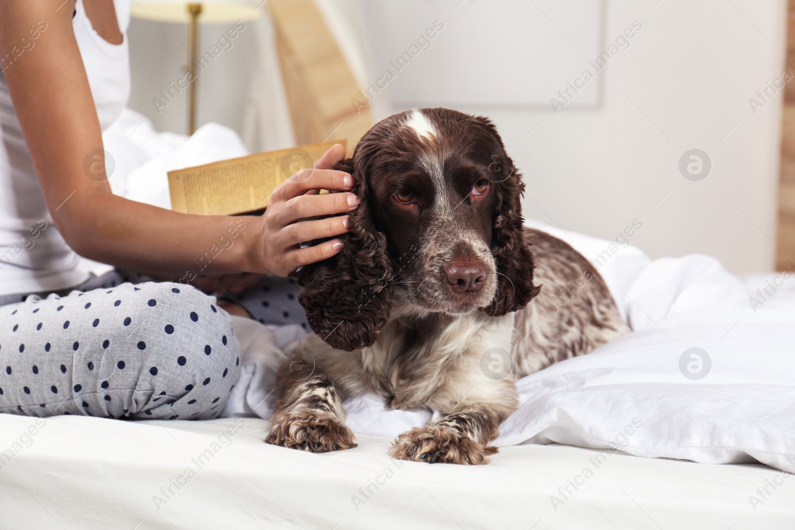 Photo of Adorable Russian Spaniel with owner on bed, closeup view. Space for text