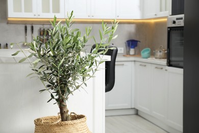 Beautiful potted olive tree growing in stylish kitchen