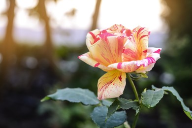 Photo of Beautiful rose flower blooming outdoors, closeup. Space for text