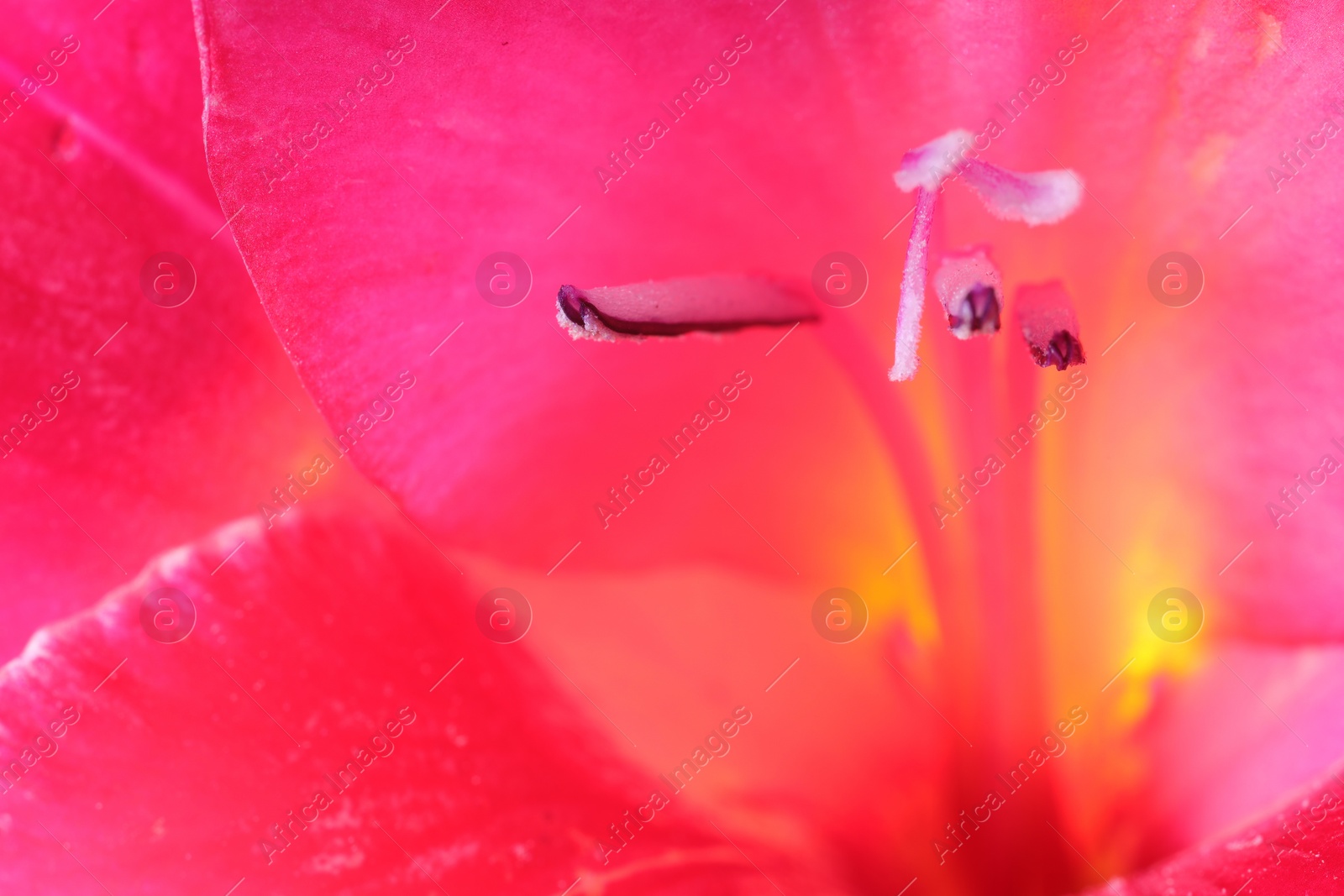 Photo of Beautiful pink Gladiolus flower as background, macro view