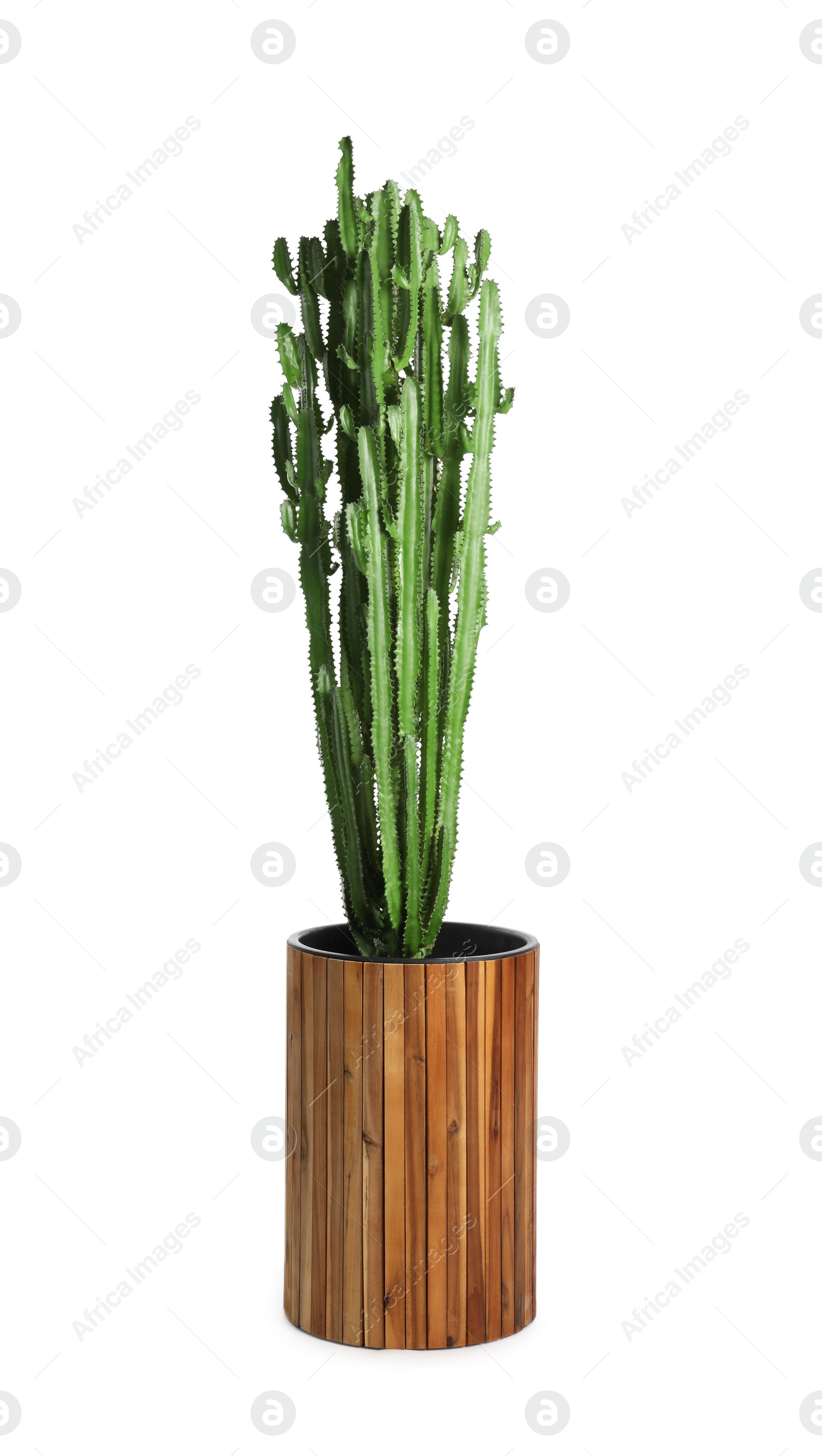 Photo of Beautiful cactus on white background. Tropical plant