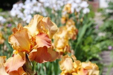 Photo of Beautiful bright irises in garden, closeup with space for text. Spring flowers