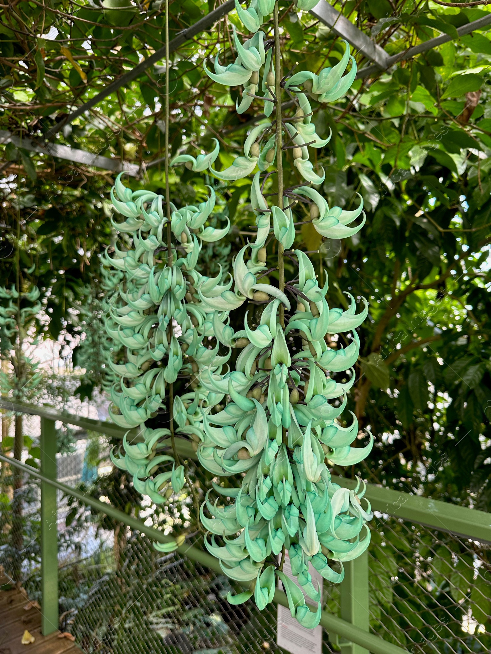 Photo of Beautiful jade vine flowers growing in botanical garden