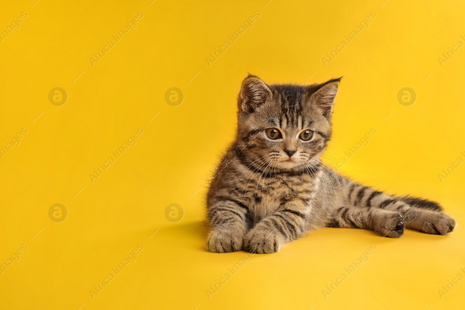 Photo of Cute tabby kitten on yellow background. Baby animal