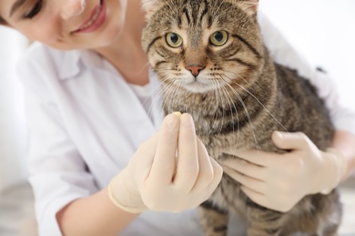 Veterinarian giving pill to cute cat in clinic