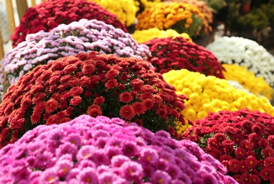 Photo of View of fresh beautiful colorful chrysanthemum flowers