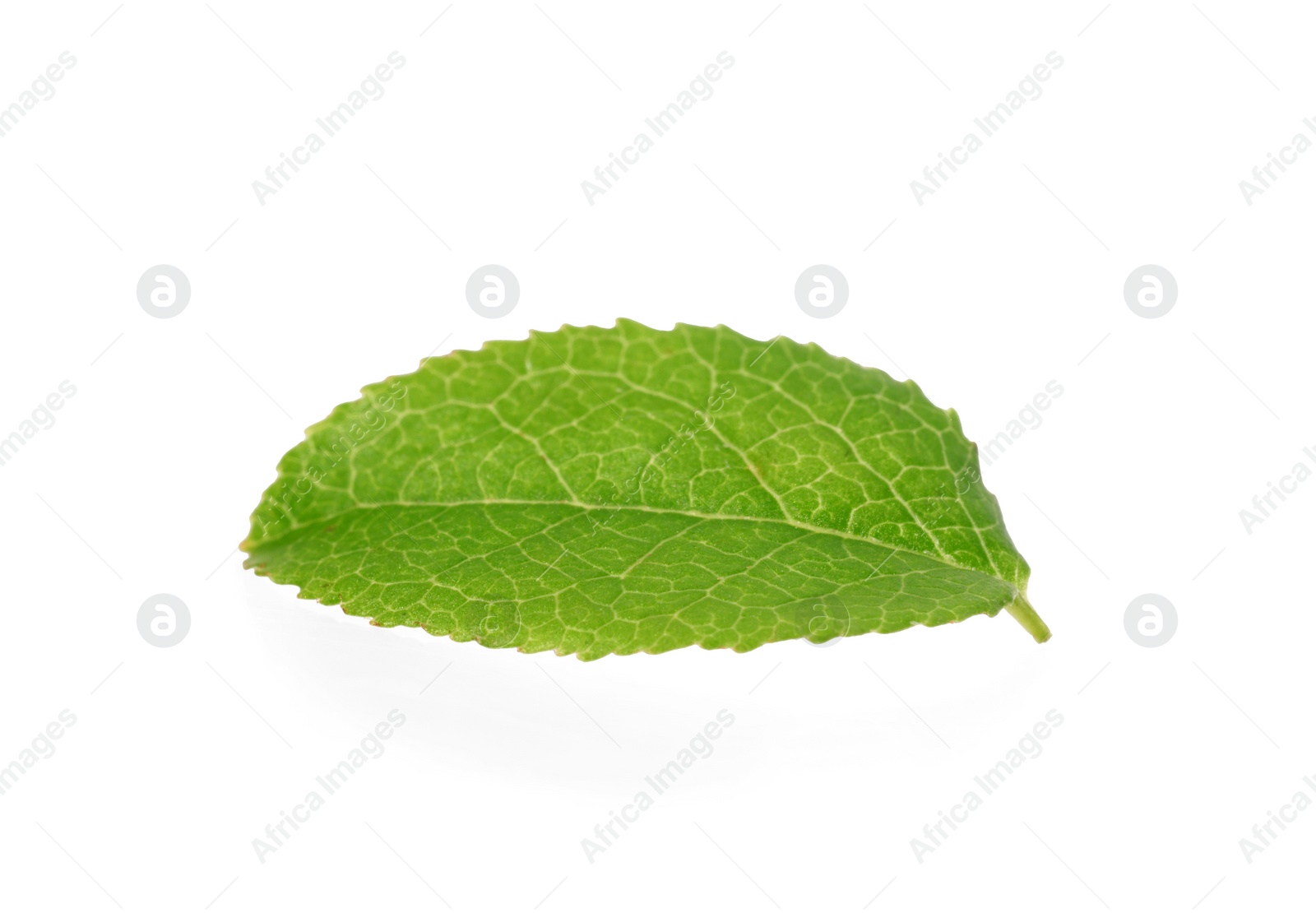 Photo of One green bilberry leaf isolated on white