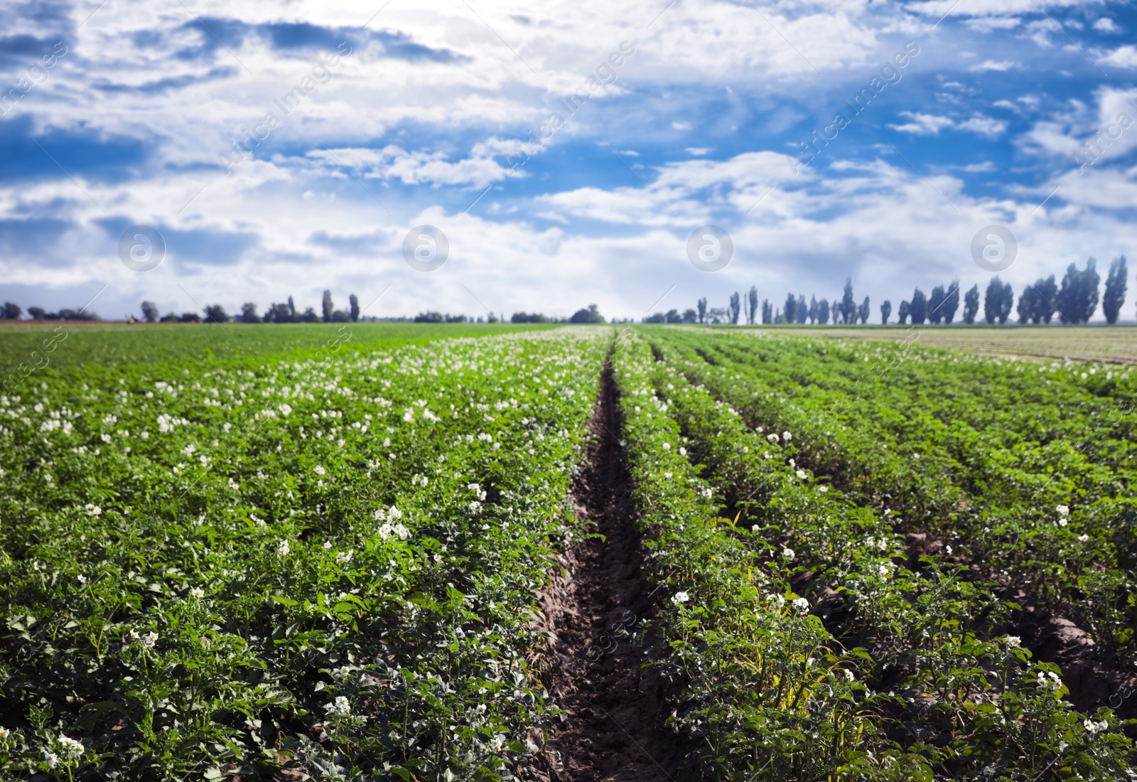 Image of Picturesque view of blooming potato field against blue sky with clouds on sunny day. Organic farming