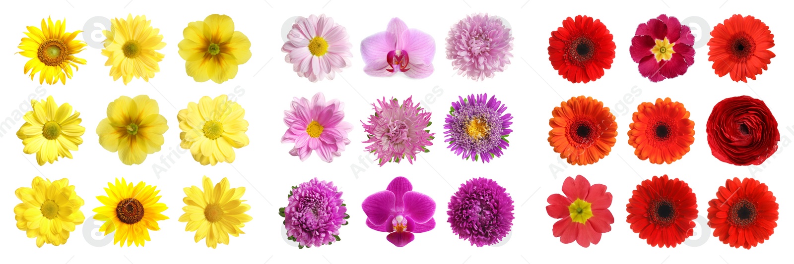 Image of Set with different beautiful flowers on white background. Banner design